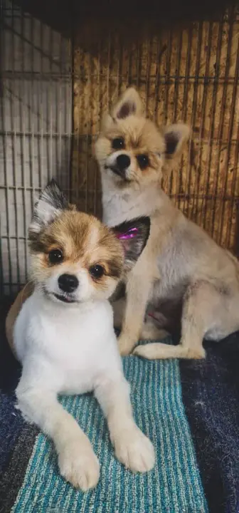 Happy Yorkie after a gentle summer haircut at Fluffy Angels Roodeplaat