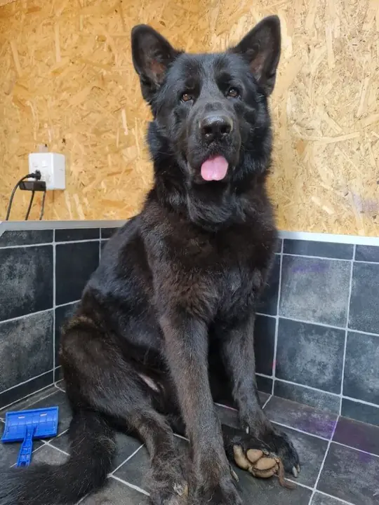 Long-coated small dog groomed with bow at Fluffy Angels