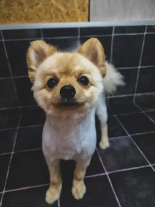 Two small dogs freshly groomed with bows at Fluffy Angels Pretoria