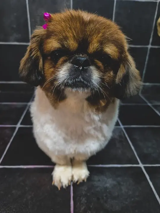 Fluffy Pomeranian freshly washed and blow-dried at Fluffy Angels